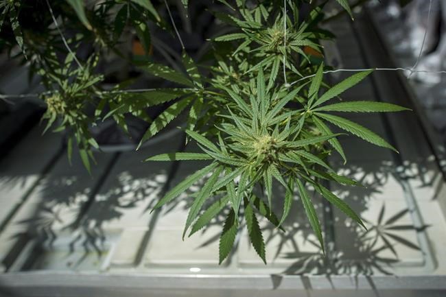 CannTrust stock plummets as crisis deepens, wholesalers halt shipments | iNFOnews.ca