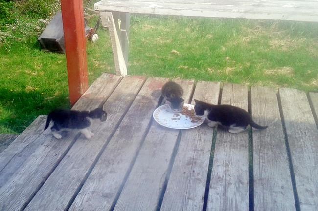 Feral cats roaming N.L. island face uncertain future as humans prepare exit | iNFOnews.ca Feral cats roaming N.L. island face uncertain future as humans prepare exit | iNFOnews.ca