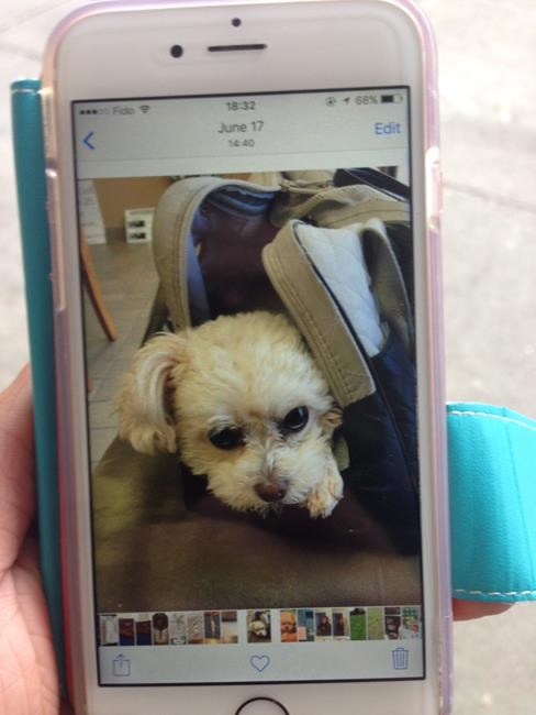 Police search toy poodle stolen from Burnaby, B.C., parking lot | iNFOnews.ca