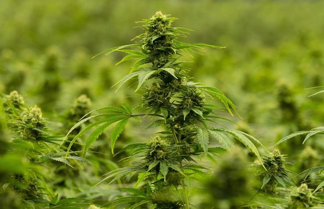Hexo shares tumble after company announces new share issue at discounted price | iNFOnews.ca CP1087005463