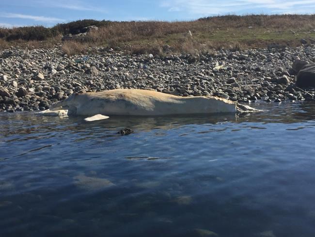 Another North Atlantic right whale found dead off coast of Massachusetts | iNFOnews.ca