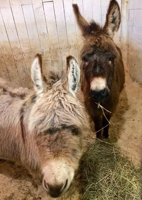 Displaced livestock shepherded to safety amid New Brunswick flooding | iNFOnews.ca
