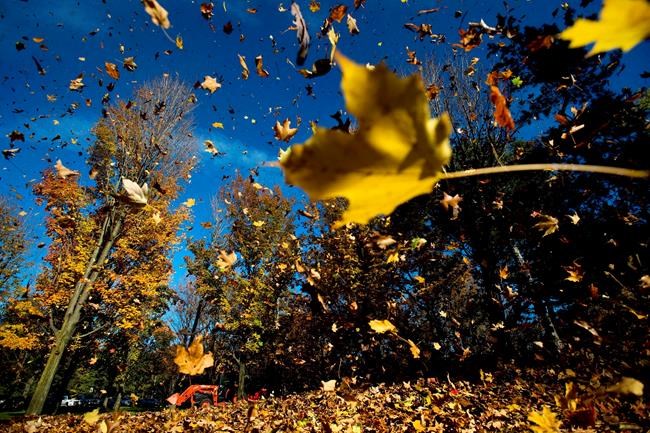 Montreal suburb to adopt contentious summer leaf-blower ban, says mayor | iNFOnews.ca