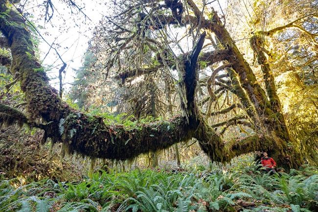 Conservationists want protection on "Canada's most magnificent" old-growth forest | iNFOnews.ca Conservationists want protection on "Canada's most magnificent" old-growth forest | iNFOnews.ca
