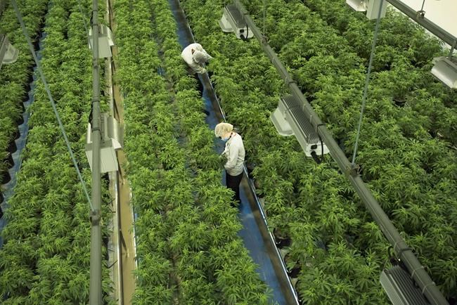 Canopy becomes first pot stock to join S&P/TSX 60 index, replacing Goldcorp | iNFOnews.ca