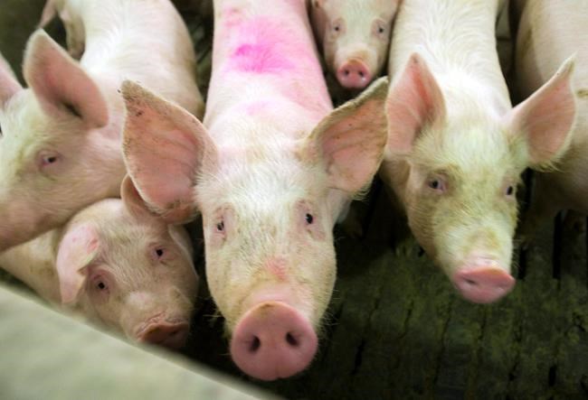 China suspends imports from Canadian pork company over food safety issues | iNFOnews.ca China suspends imports from Canadian pork company over food safety issues | iNFOnews.ca