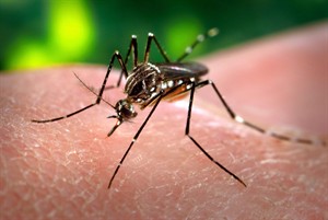 Ontario's West Nile virus count surges, with 82 confirmed or probable cases | iNFOnews.ca CP19926760