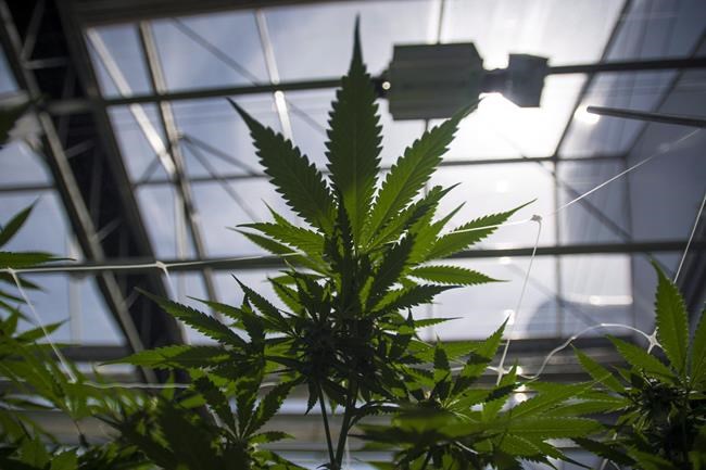 CannTrust files response to Health Canada, names special committee members | iNFOnews.ca CannTrust files response to Health Canada, names special committee members | iNFOnews.ca