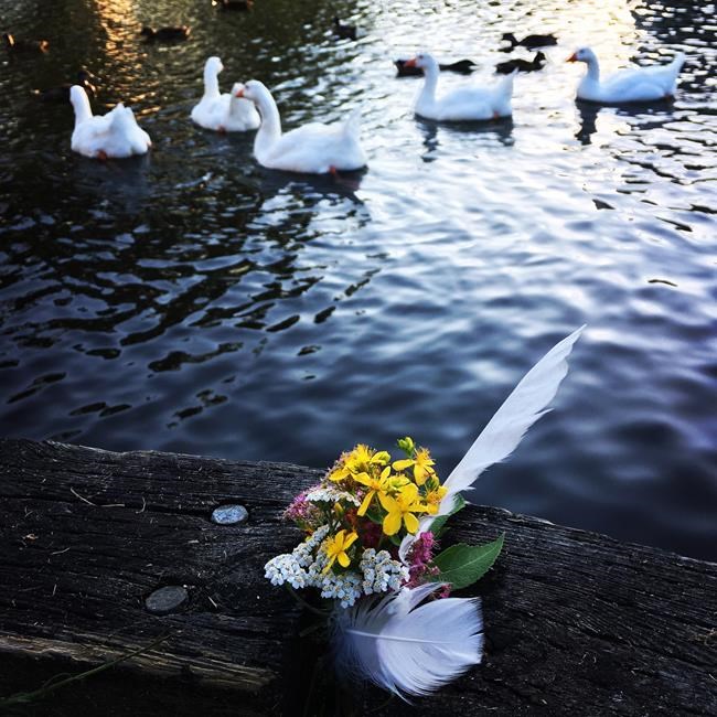 Collision kills two beloved geese who frequent Nova Scotia pond:police | iNFOnews.ca Collision kills two beloved geese who frequent Nova Scotia pond:police | iNFOnews.ca