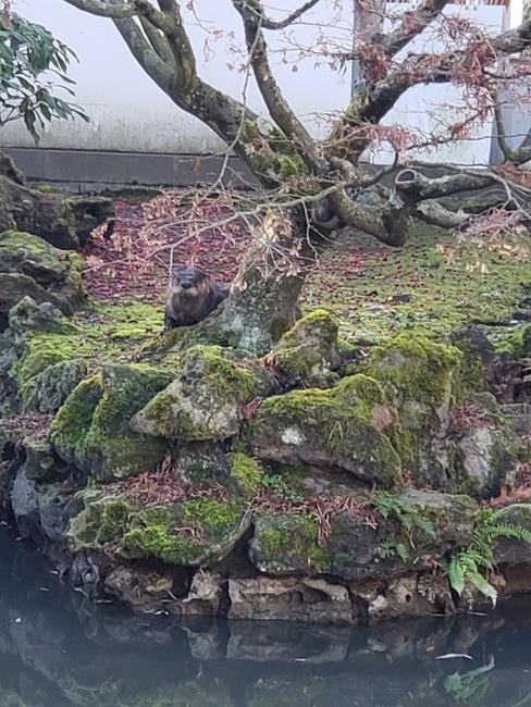 Koi rescued at Chinese garden in Vancouver; otter not seen since Saturday | iNFOnews.ca Koi rescued at Chinese garden in Vancouver; otter not seen since Saturday | iNFOnews.ca