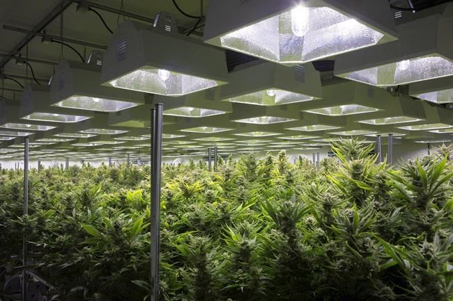 Tragically Hip-backed Up Cannabis plans 'hub' within Ontario pot retail store | iNFOnews.ca Tragically Hip-backed Up Cannabis plans 'hub' within Ontario pot retail store | iNFOnews.ca
