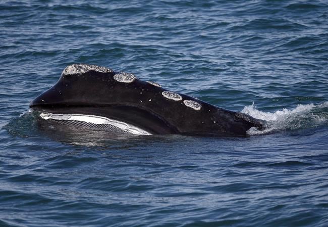 Conservation group calls death of right whale in Gulf of St. Lawrence 'devastating' | iNFOnews.ca