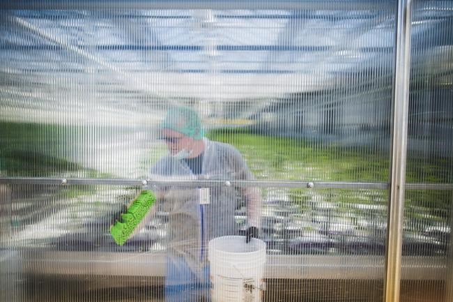 CannTrust shares spike after CEO, chair forced out amid unlicensed grow probe | iNFOnews.ca CannTrust shares spike after CEO, chair forced out amid unlicensed grow probe | iNFOnews.ca