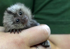 Scientists finally find a good MERS animal model, but marmosets a mixed blessing | iNFOnews.ca CP29577358