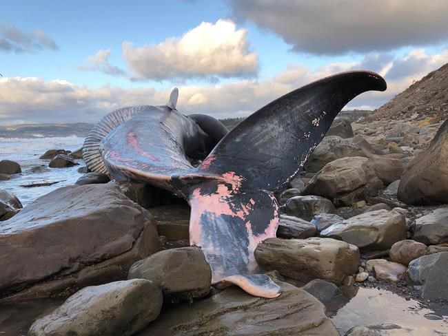 Feds not planning study of endangered blue whale found dead in Cape Breton | iNFOnews.ca Feds not planning study of endangered blue whale found dead in Cape Breton | iNFOnews.ca