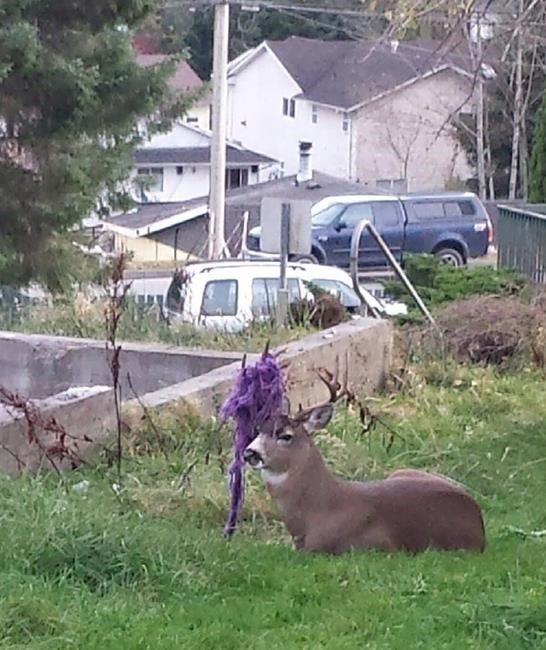 Conservation service to free B.C. deer with purple hammock twined in its antlers | iNFOnews.ca