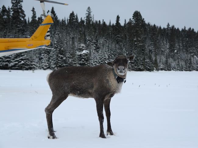 Government moves endangered caribou off island where they were hunted by wolves | iNFOnews.ca