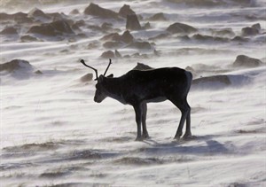Alberta continues to sell caribou habitat despite federal recovery plan | iNFOnews.ca CP28644998