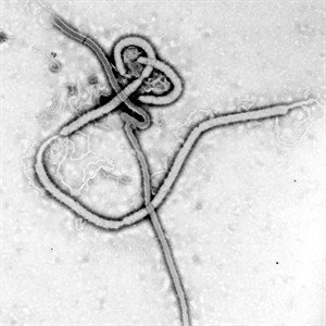 Canadian Ebola mobile laboratory team heads back to Sierra Leone | iNFOnews.ca CP29786264