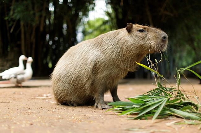Search continues for two young capybaras that escaped a Toronto zoo | iNFOnews.ca Search continues for two young capybaras that escaped a Toronto zoo | iNFOnews.ca