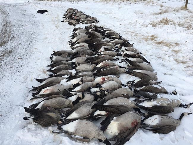 Wildlife officers in Alberta investigate after close to 100 geese found dead | iNFOnews.ca