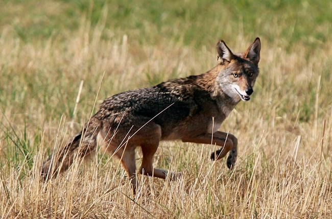 Montreal sets up hotline for citizens to report coyote sightings | iNFOnews.ca