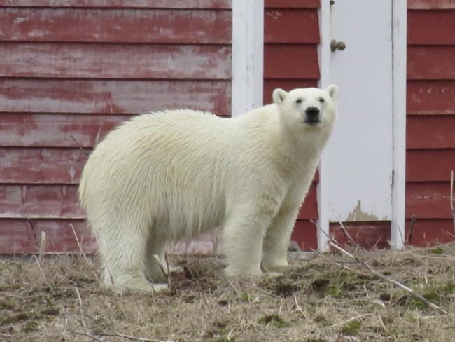 Polar bear hitches ride on iceberg, visits coastal Newfoundland town | iNFOnews.ca