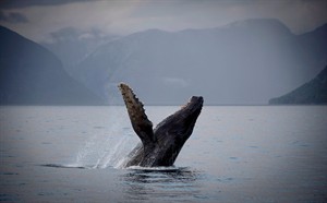 Museum handbook examines B.C.'s stunning variety of marine mammals | iNFOnews.ca CP30166099