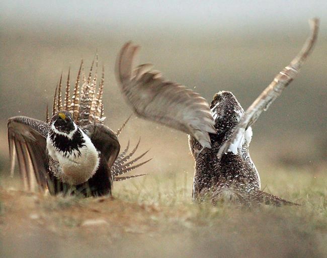 Sage grouse making tiny comeback in Alberta, Saskatchewan | iNFOnews.ca