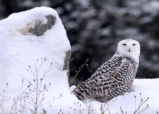 'Quite alarming:' Report finds skies quieter by 1.5 billion fewer birds | iNFOnews.ca