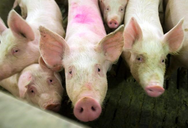 Manitoba pork farmers scramble to contain virus that's fatal for piglets | iNFOnews.ca