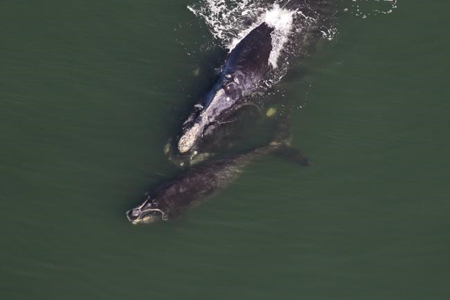 'It's actually heartbreaking': No baby right whales seen in calving grounds | iNFOnews.ca