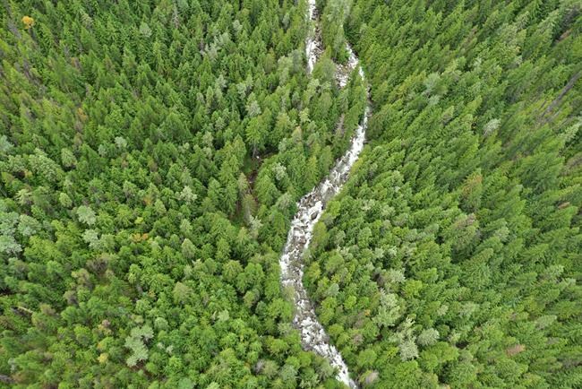 Purchase of watershed in southeast B.C., protects land, species at risk | iNFOnews.ca