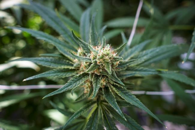 Legal pot price as much as 80 per cent more than illicit: StatCan | iNFOnews.ca Legal pot price as much as 80 per cent more than illicit: StatCan | iNFOnews.ca