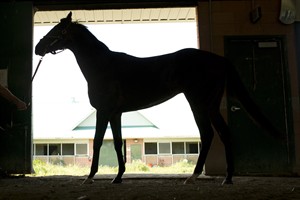 Trainer Mark Casse sends three horses into Queen's Plate in quest of first title | iNFOnews.ca CP29003441