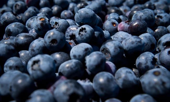 B.C. court reduces sale price of blueberry farm after former owners poison crop | iNFOnews.ca B.C. court reduces sale price of blueberry farm after former owners poison crop | iNFOnews.ca