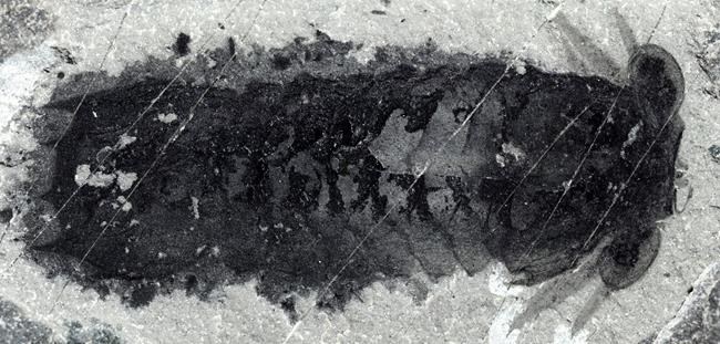 'Staring at me:' Oldest known spider ancestor found in Burgess Shale | iNFOnews.ca 'Staring at me:' Oldest known spider ancestor found in Burgess Shale | iNFOnews.ca