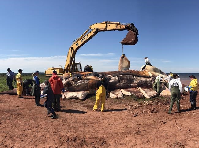 Gulf of St. Lawrence whale deaths a 'mortality disaster,' American expert says | iNFOnews.ca Gulf of St. Lawrence whale deaths a 'mortality disaster,' American expert says | iNFOnews.ca