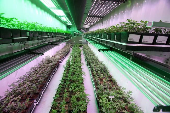 Halifax cannabis shop owner says charges dropped after three raids | iNFOnews.ca