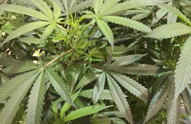 Canada exported $1.2B of illegal cannabis in 2017: StatCan estimate | iNFOnews.ca Canada exported $1.2B of illegal cannabis in 2017: StatCan estimate | iNFOnews.ca
