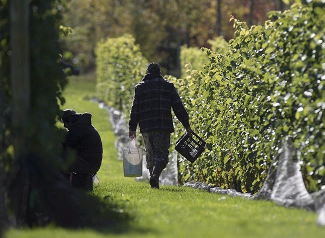 N.S. vineyards growing rapidly, deputy minister tells legislature committee | iNFOnews.ca N.S. vineyards growing rapidly, deputy minister tells legislature committee | iNFOnews.ca