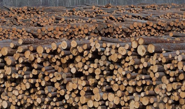 Trump criticizes Canada's lumber sector after imposing steel, aluminum tariffs | iNFOnews.ca