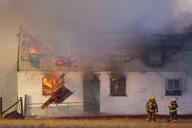 Humane society wants better fire protection in barns to stop animal deaths | iNFOnews.ca Humane society wants better fire protection in barns to stop animal deaths | iNFOnews.ca