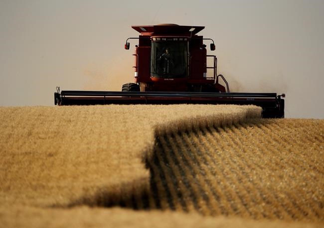 Canadian wheat exports to China soar amid U.S.-China tariff dispute | iNFOnews.ca CP618554705