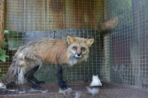 Advocates want animals removed from Quebec fur farm, but government to keep watch | iNFOnews.ca CP29511580