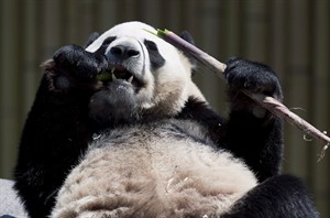 Toronto Zoo visitors bypass bamboo barrier, get too close to giant panda | iNFOnews.ca CP29563826