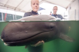 Rescued false killer whale calf passes first hurdle in long-odds battle | iNFOnews.ca CP29249421