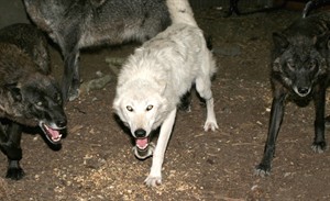Wolves with high hunting threat get stressed out, face social disturbance: study | iNFOnews.ca CP30674253
