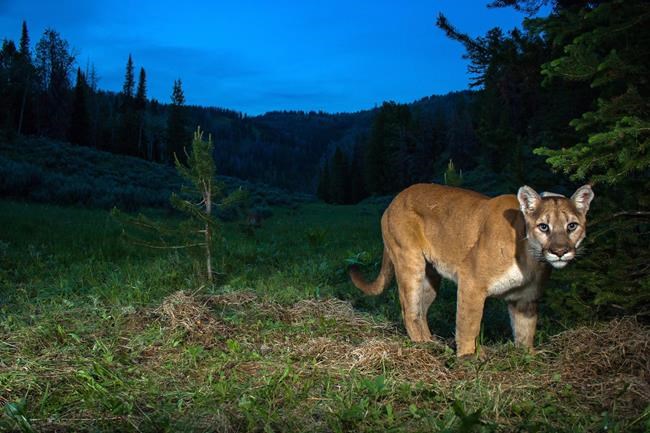 Researcher resigned to ending decade-long hunt for Nova Scotia cougar | iNFOnews.ca Researcher resigned to ending decade-long hunt for Nova Scotia cougar | iNFOnews.ca