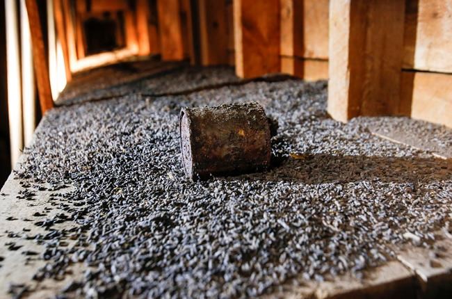 Nova Scotia keeps location of 'very significant' bat colony a secret | iNFOnews.ca